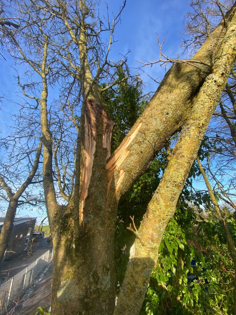 Tree Dr Dorset & Hampshire