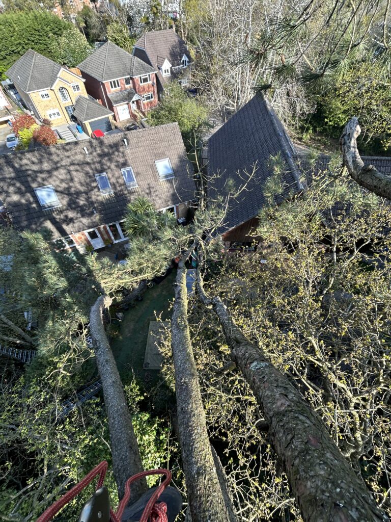 tree health inspection by qualified arborist and risks