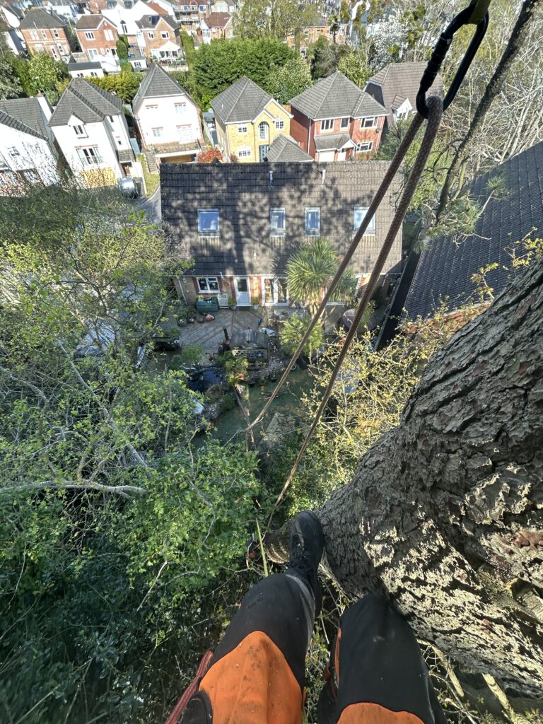arborist identifying tree species during survey