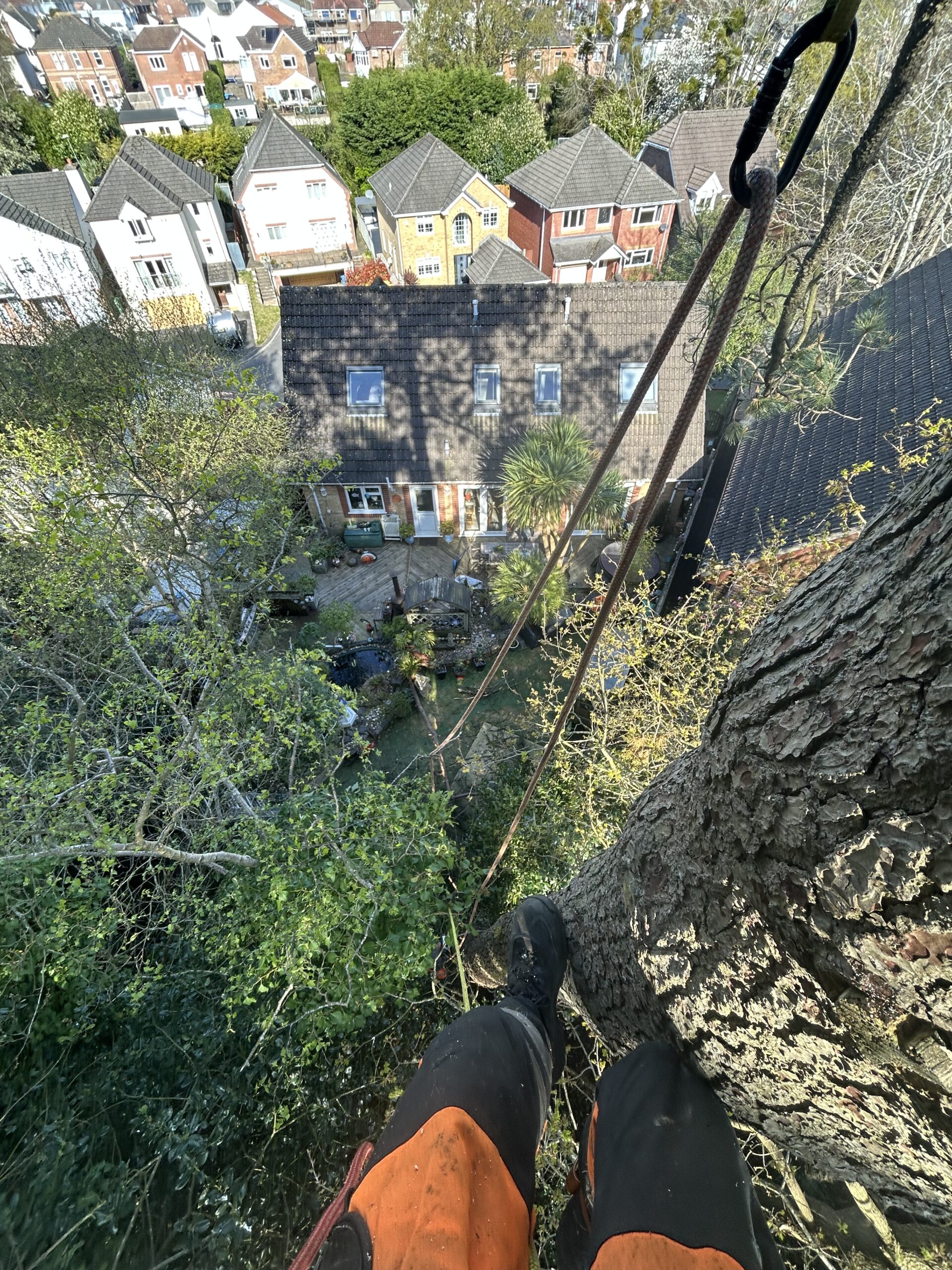 arborist identifying tree species during survey
