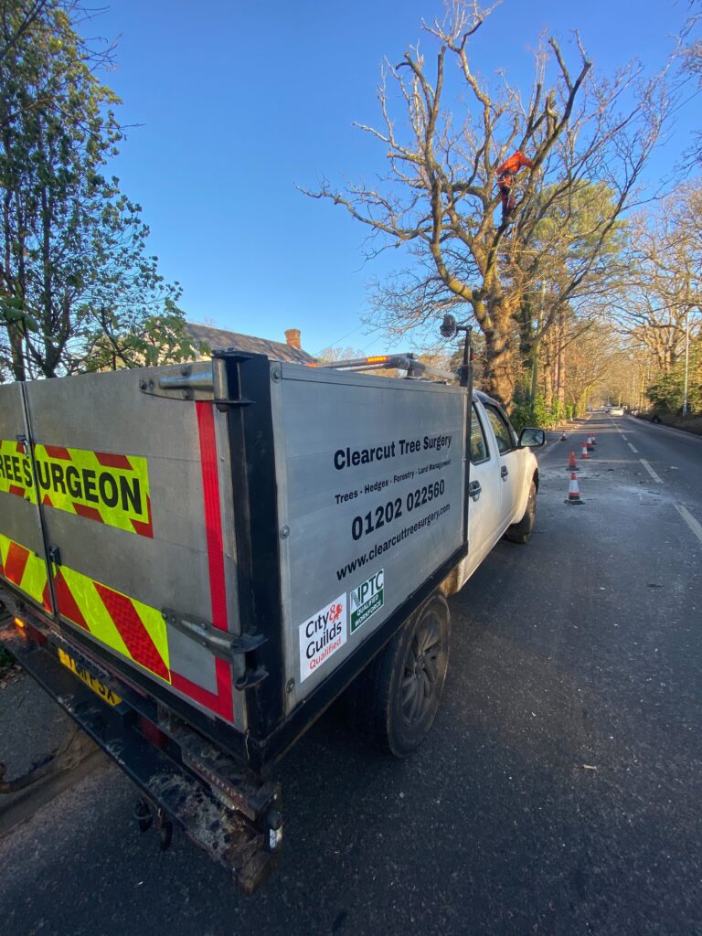 Tree Dr Tree Surgeon Working In Tree
