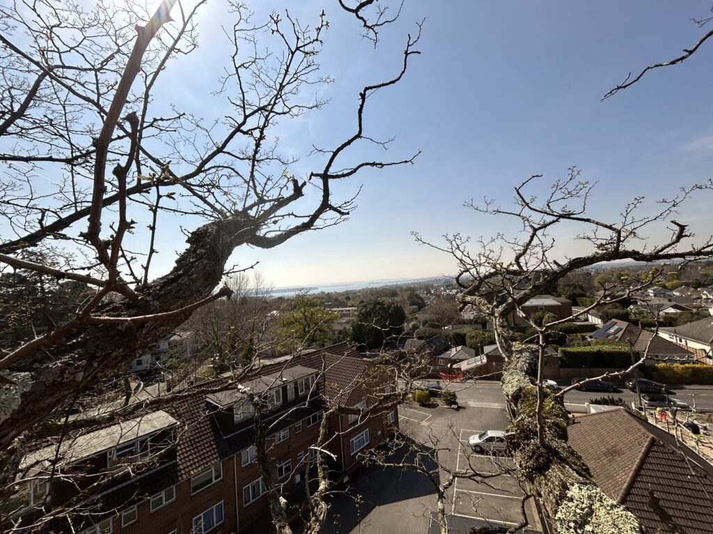 tree survey report preparation for property management