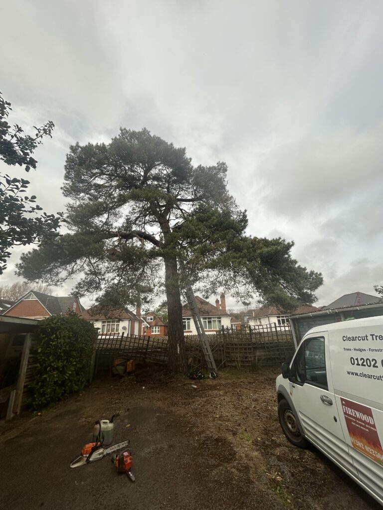 Clearcut Tree Surgery TPO Service