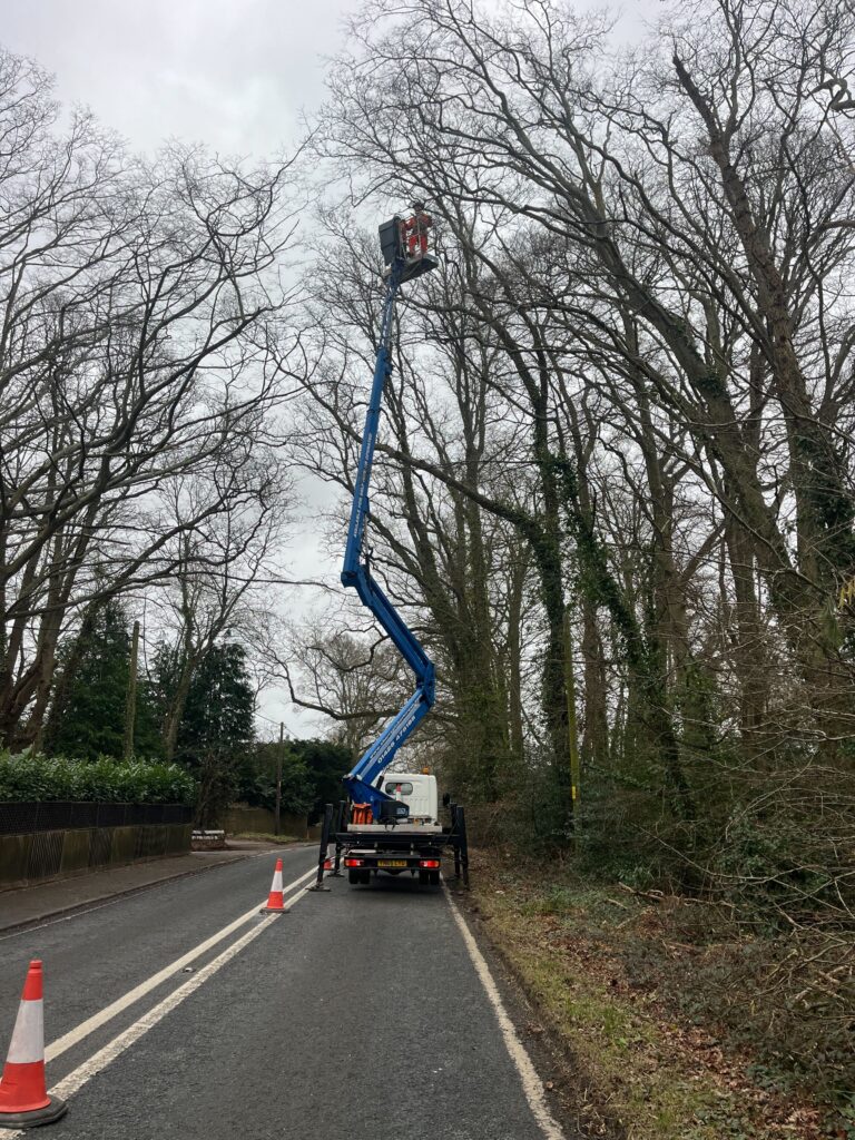 Crown Reduction Via MEWP Clearcut Tree Surgery