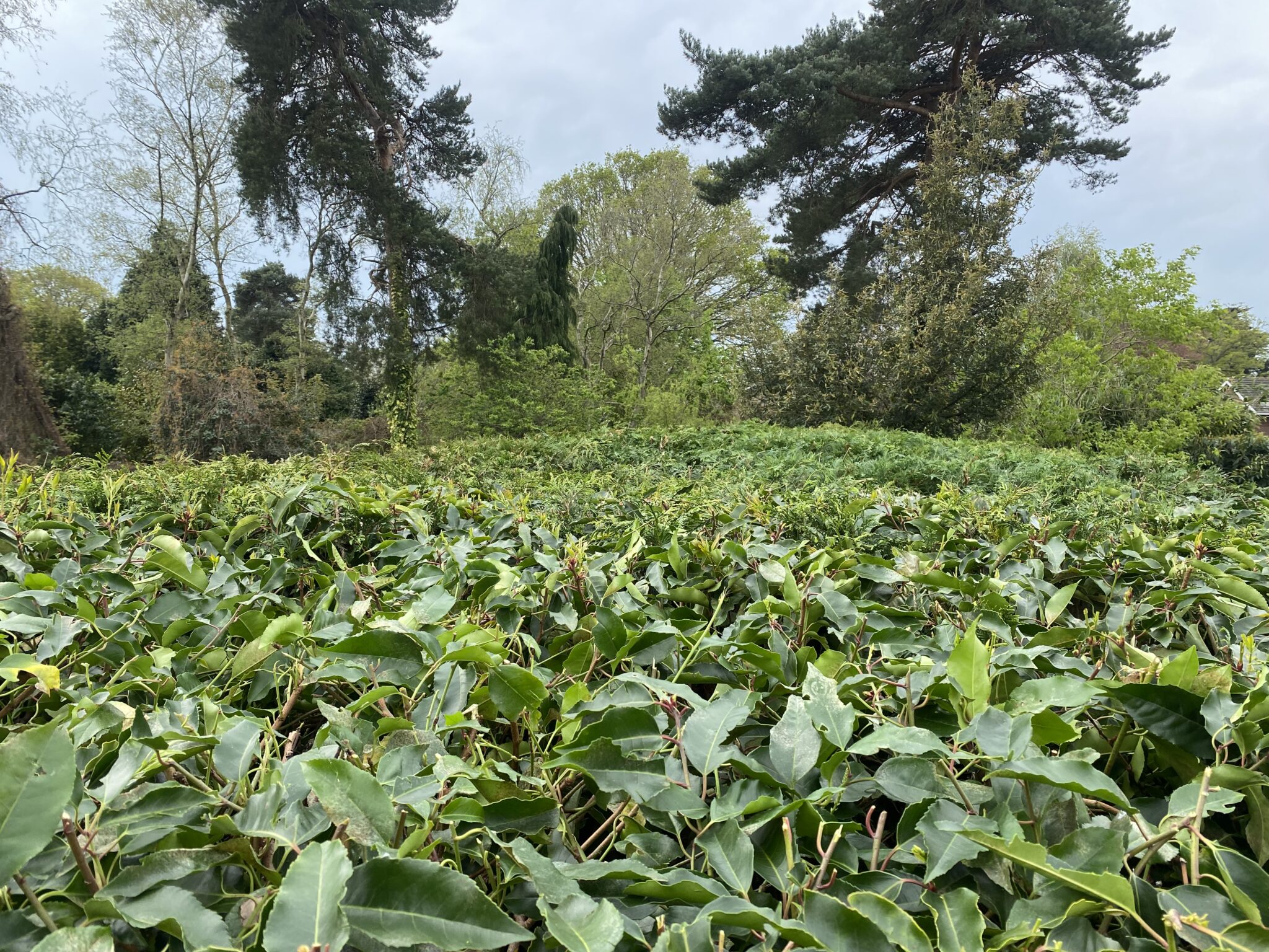 A hedge and garden trees after a tidy-up