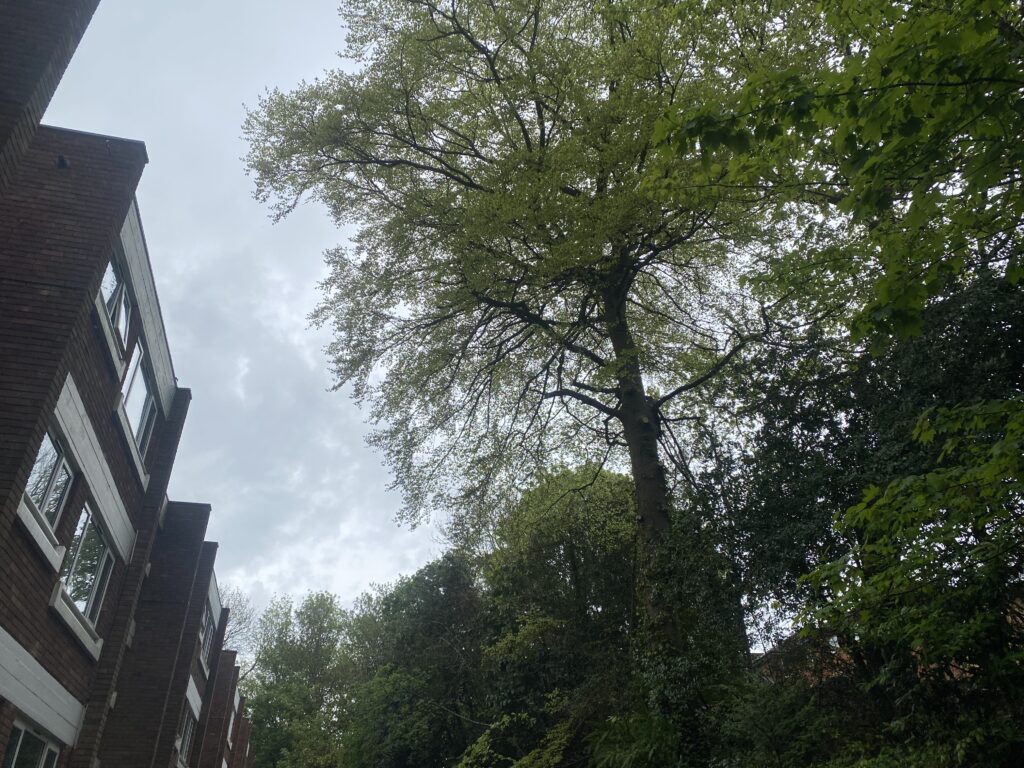 Tree surgeon climbing tree to remove deadwood