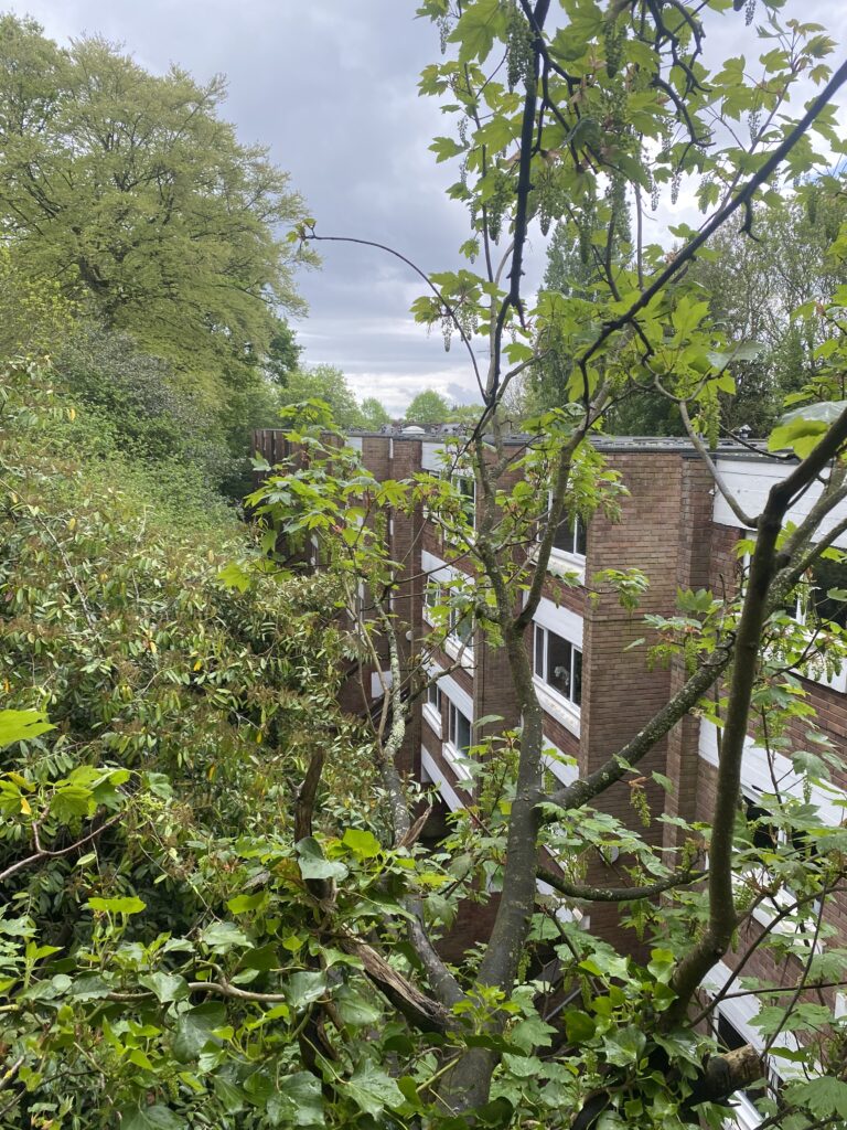 Dorset And Hampshire Local Tree Doctors