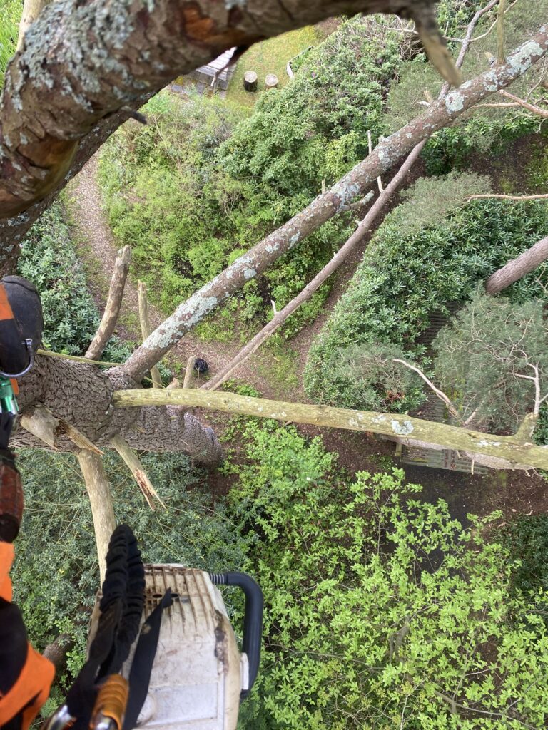 Qualified arborist assessing large tree in garden