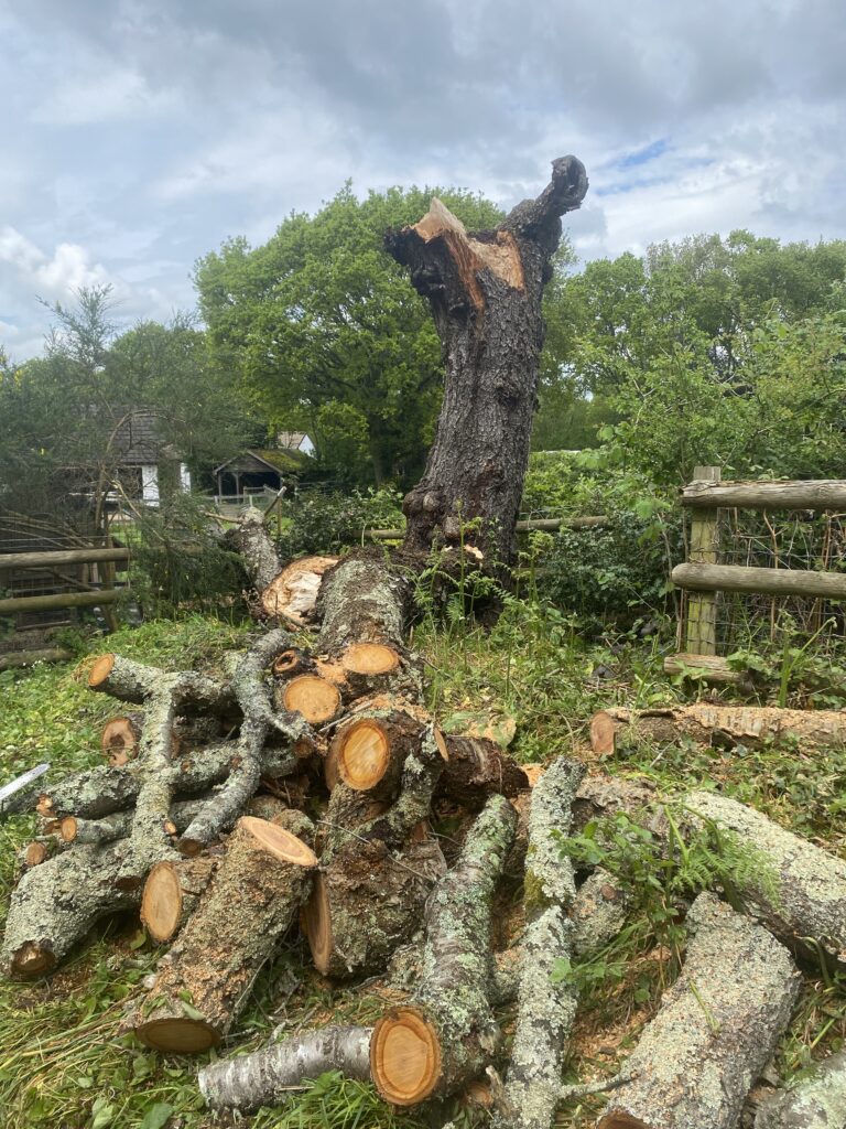A dismantled tree with its stem cut down and the timber stacked in the garden