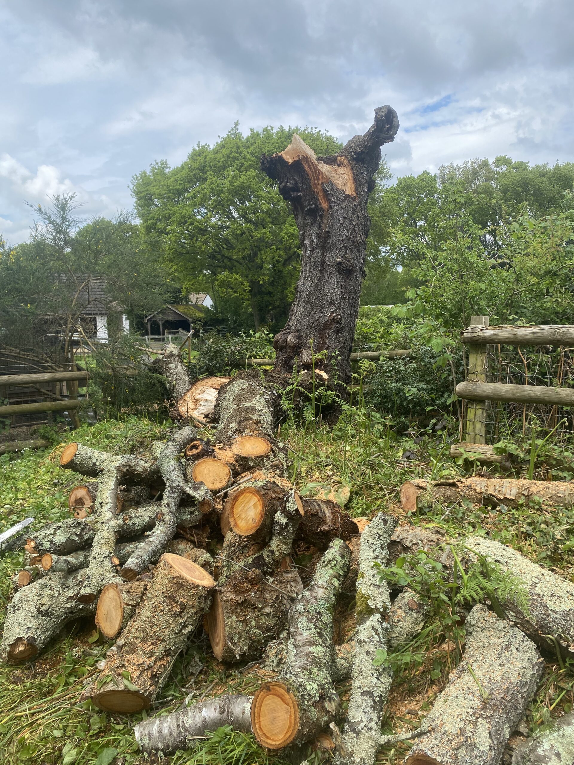 Dorset And Hampshire Tree Doctor