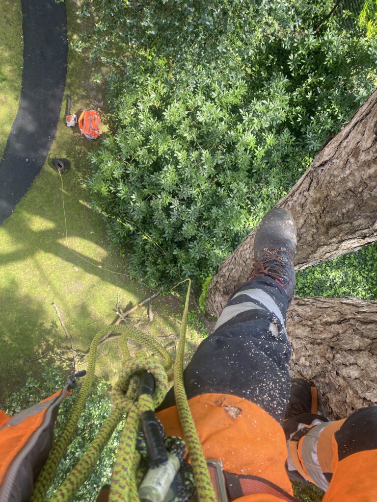 Tree surgeon carrying out tree removal in Hampshire