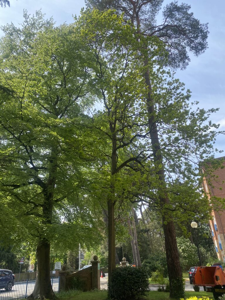 Professional deadwood removal service Dorset and Hampshire