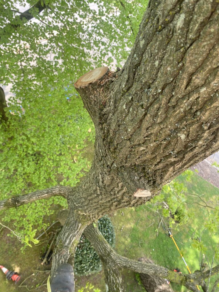 Tree surgeon carrying out tree removal in Dorset