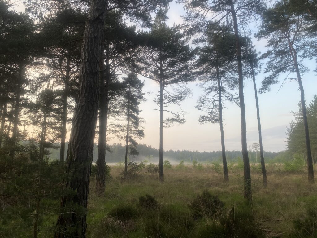 Crown Lifting Tree Surgeons Locally