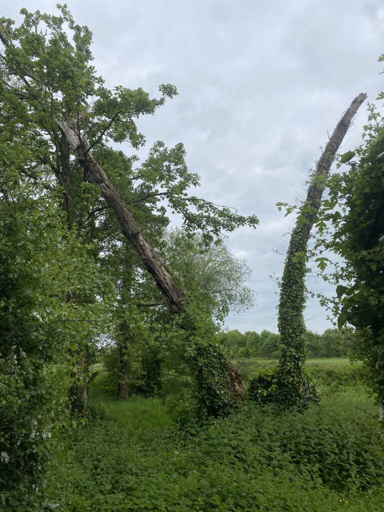 TPO Application Service Clearcut Tree Surgery