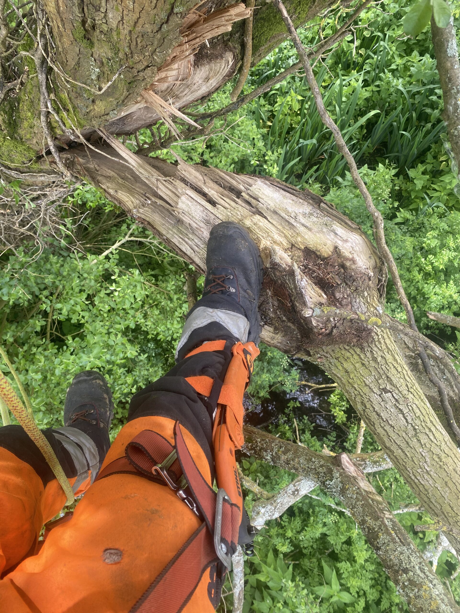 Clearcut Tre Surgery Equipment