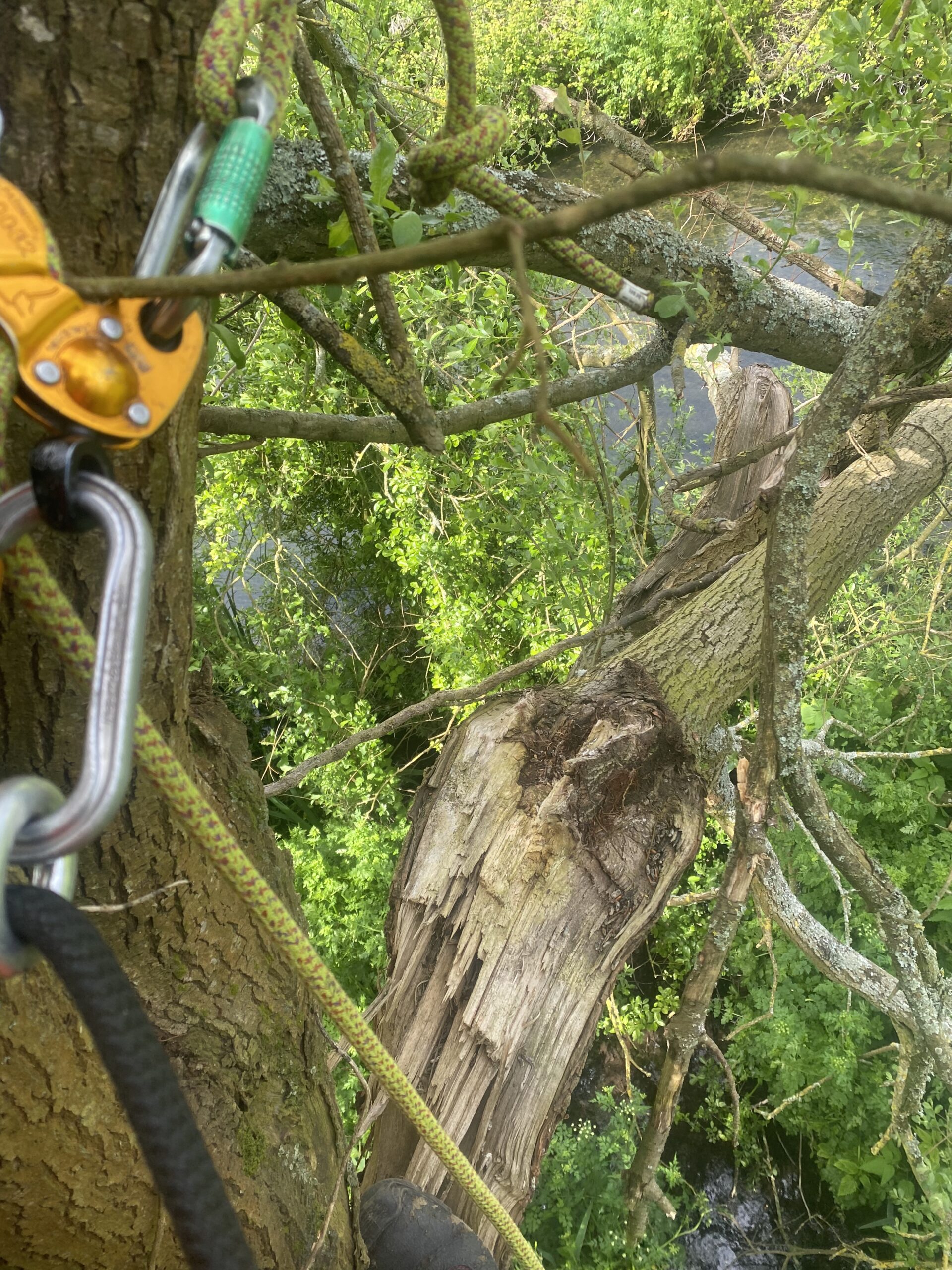 Tree Surgery Services