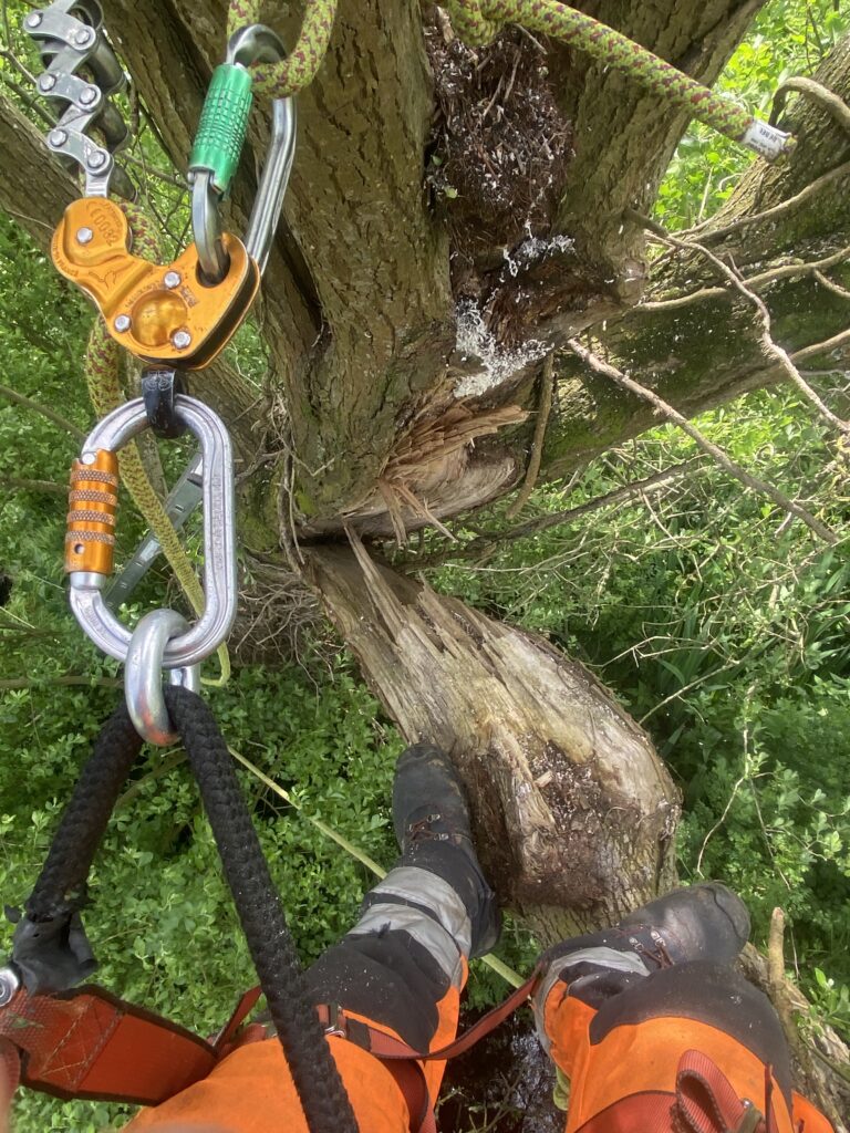 Professional deadwood removal from large garden tree