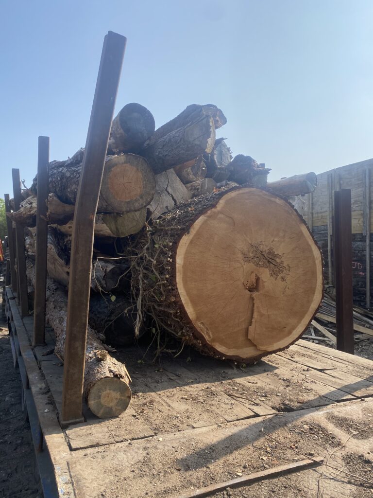 Tree Removal Clearcut Tree Surgery In Hampshire