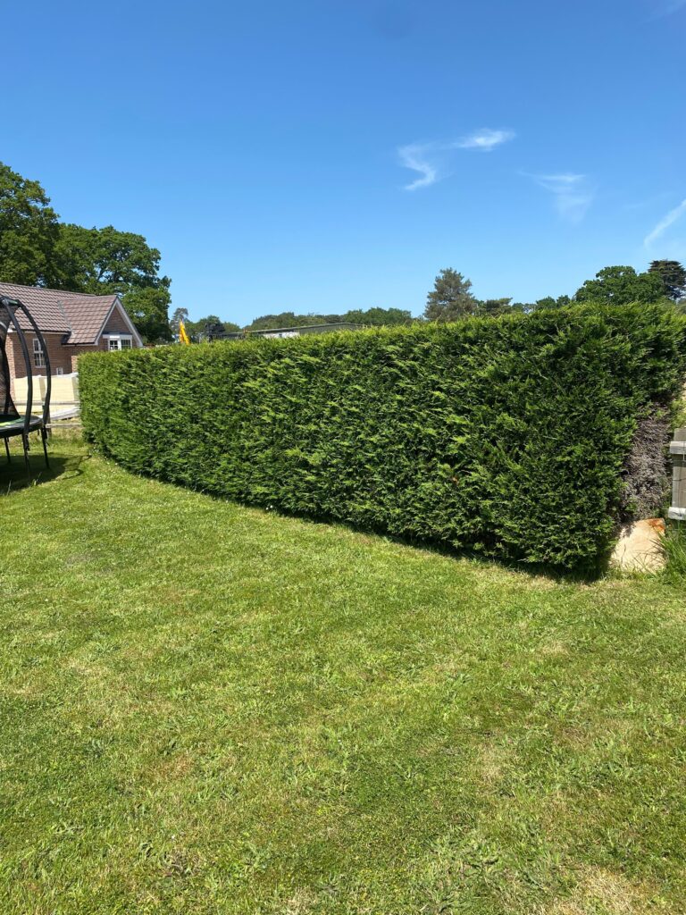 Hedge Care Clearcut Tree Surgery Hampshire