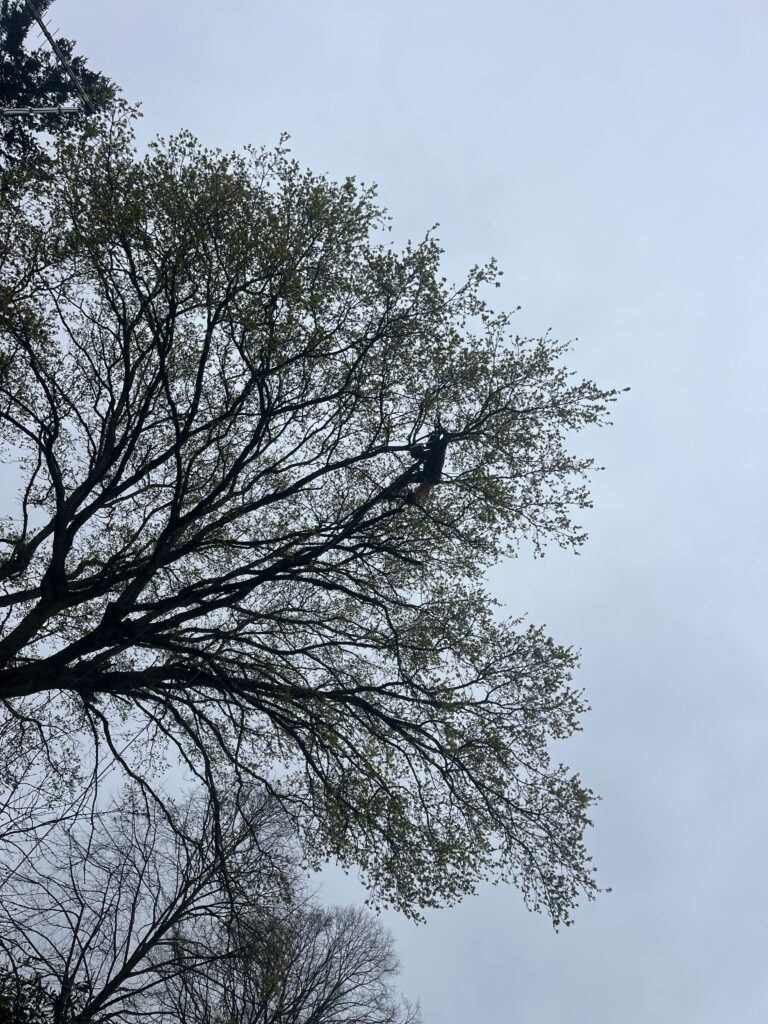 Clearcut Tree Surgery Tree Pruning Christchurch