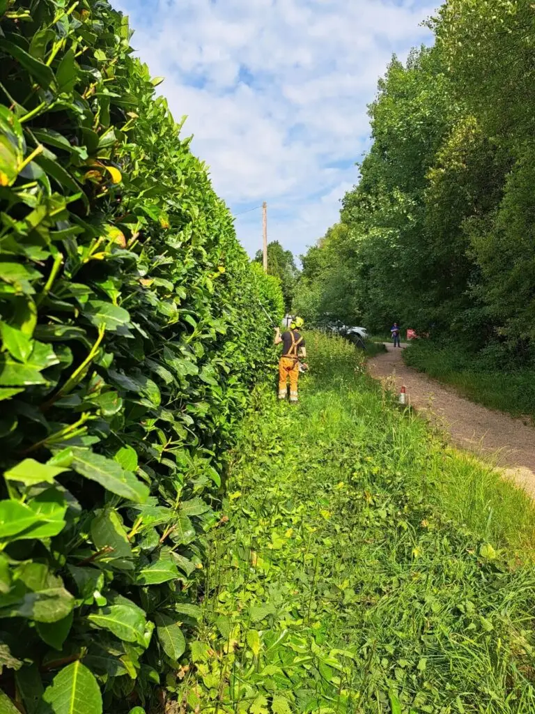 Clearcut Tree Surgery Hedge Cutting