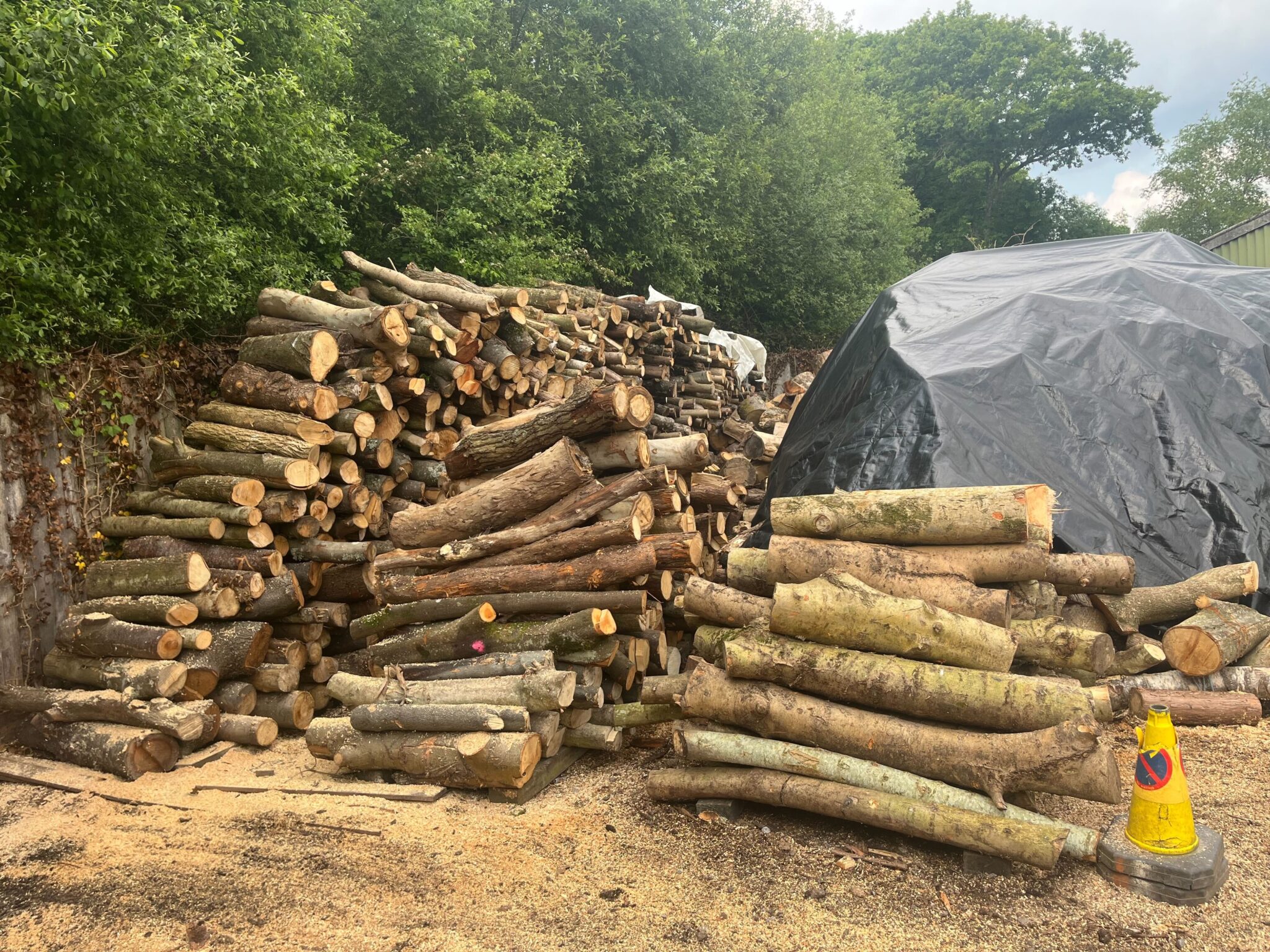 A large stack of cut logs
