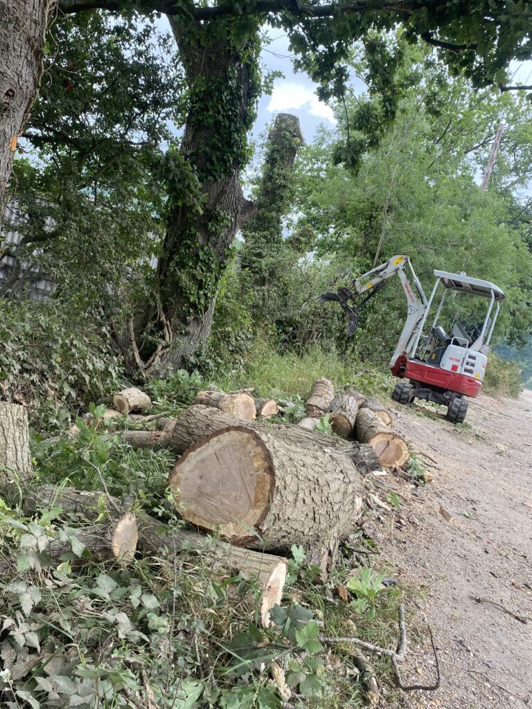 Clearcut Tree Surgery Timber Extraction