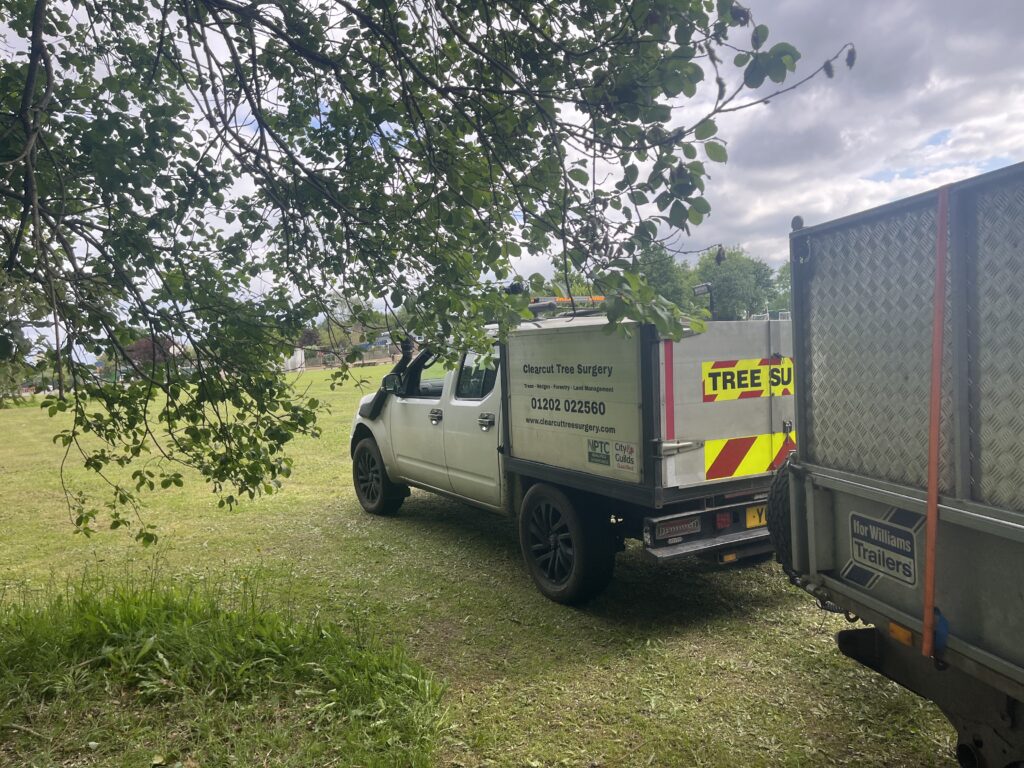 Tree Pruning Christchurch By Clearcut Tree Surgery