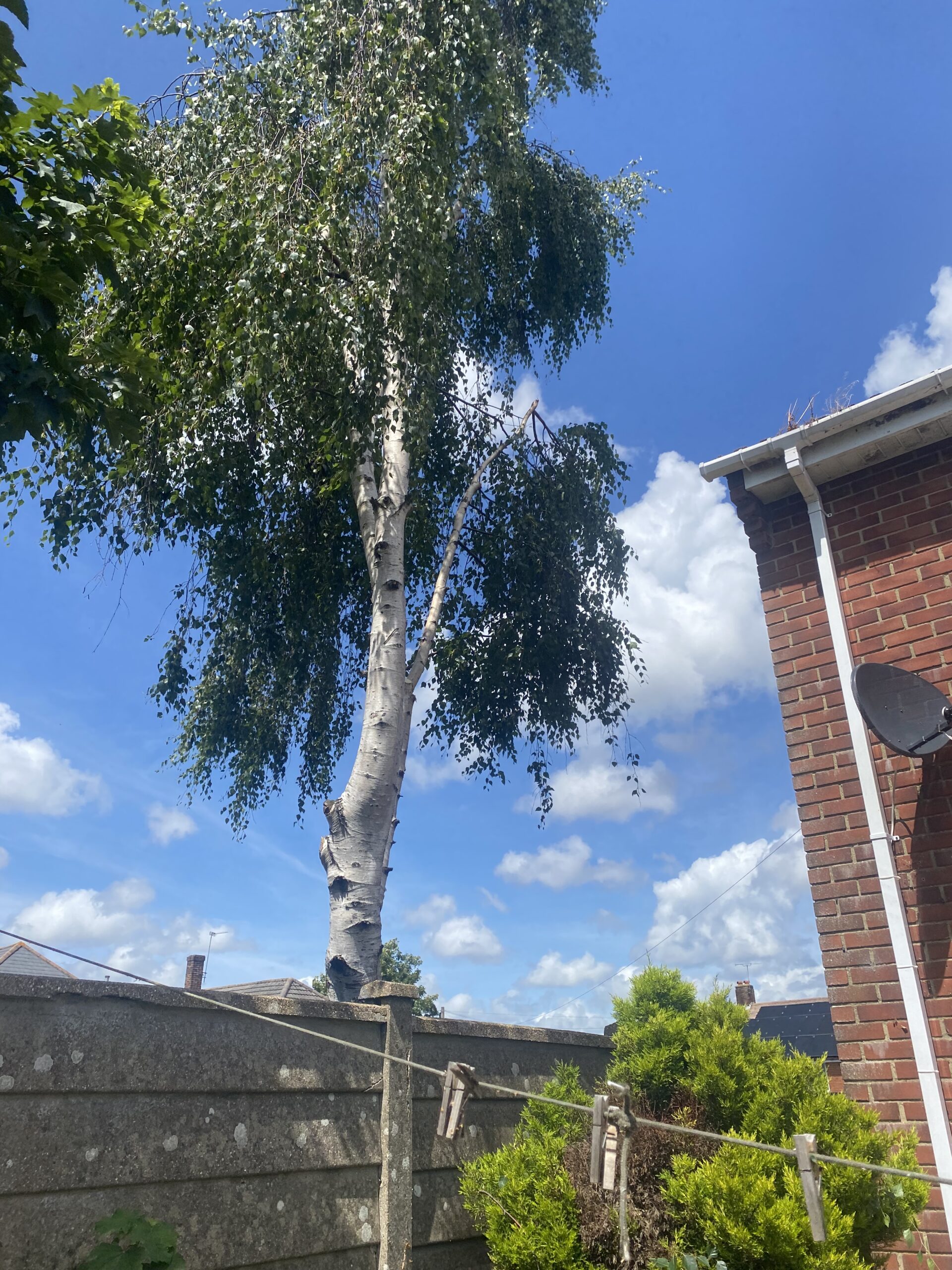 Tree Surgery Ferndown Clearcut Tree Surgery