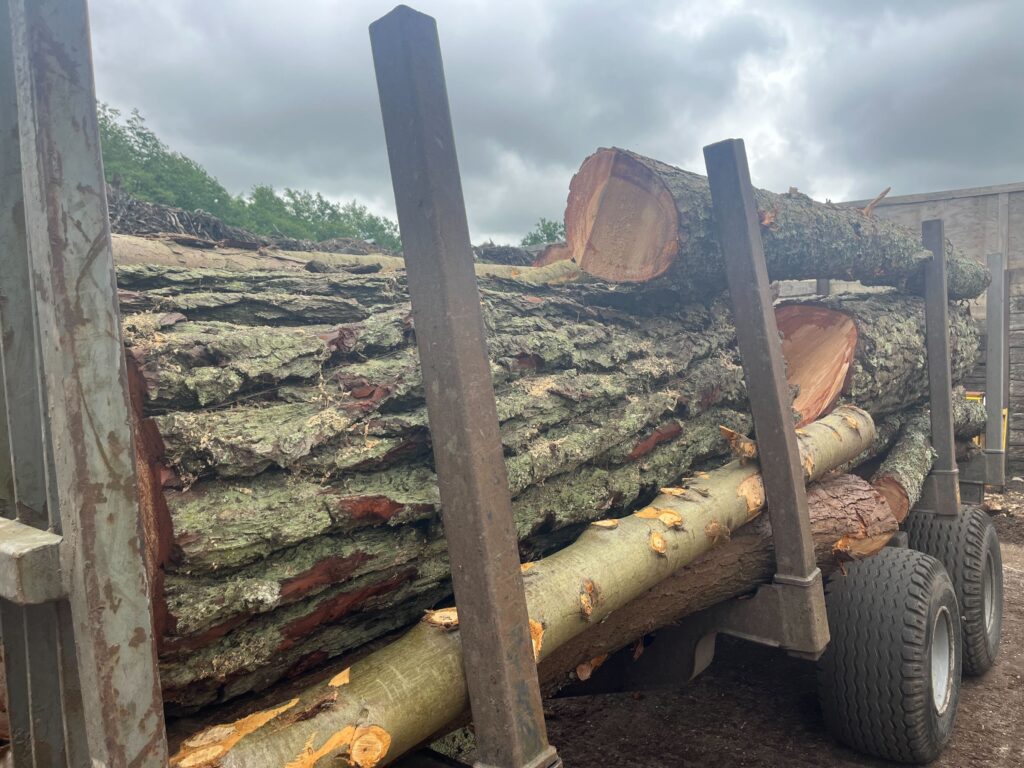Timber cut from a felled tree, stacked ready to be taken away