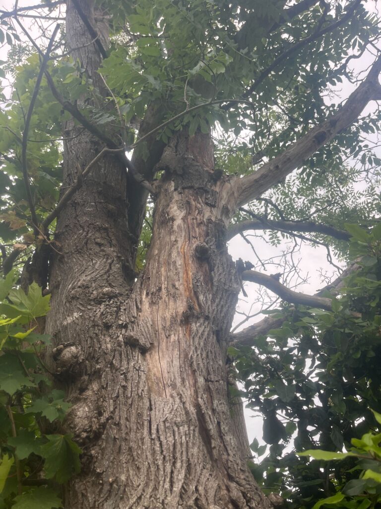 Tree Topping By Experts