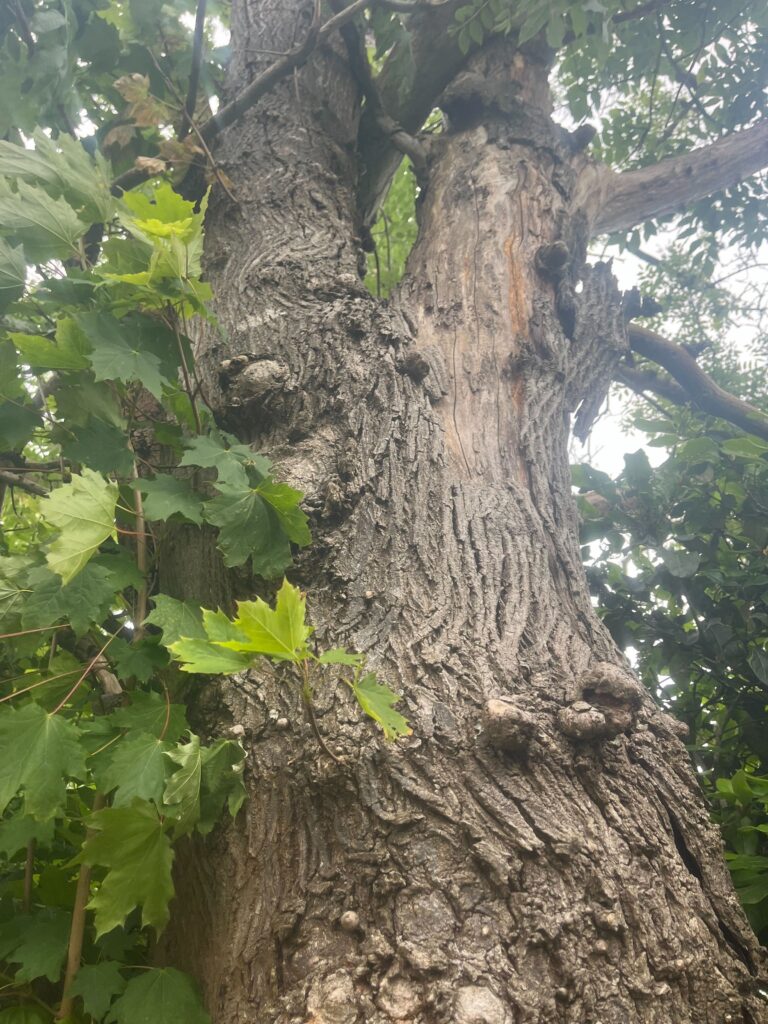 Tree Protection Order Application Service Clearcut Tree Surgery