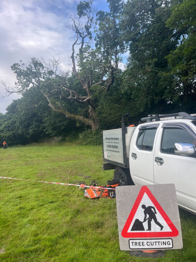 Clearcut Tree Surgery Rural Tree Surgeon