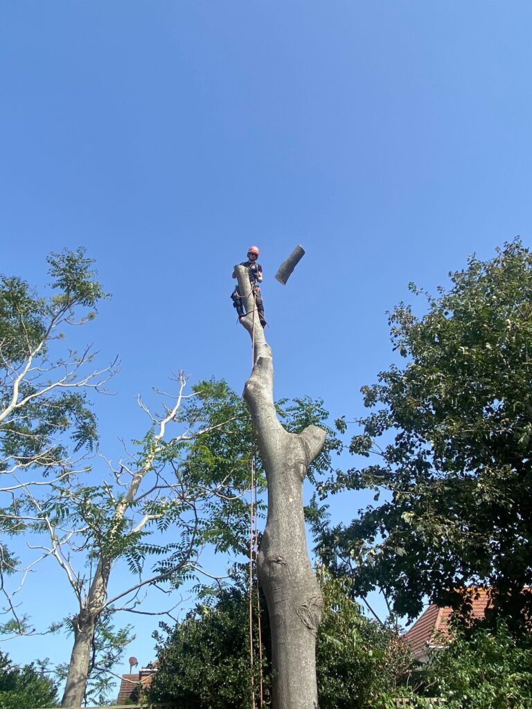 Professional tree felling in Dorset and Hampshire
