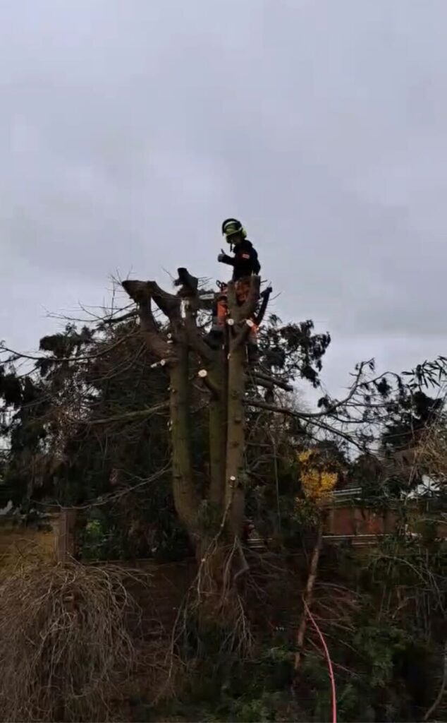 Tree Removal Services in Dorset​