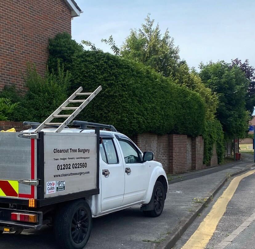 Arborist Tree And Hedge Services