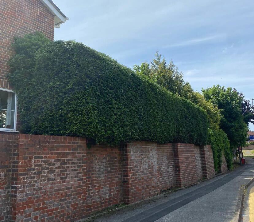 Local Tree And hedge services