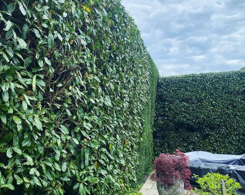 Arborist Hedge Services