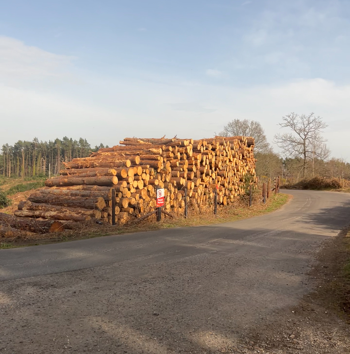 Forestry Services Clearcut Tree Surgery In Hampshire