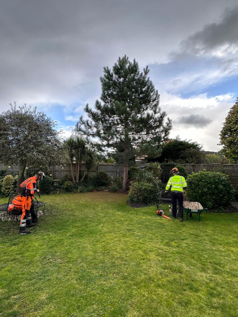 Crown Reduction Dorset