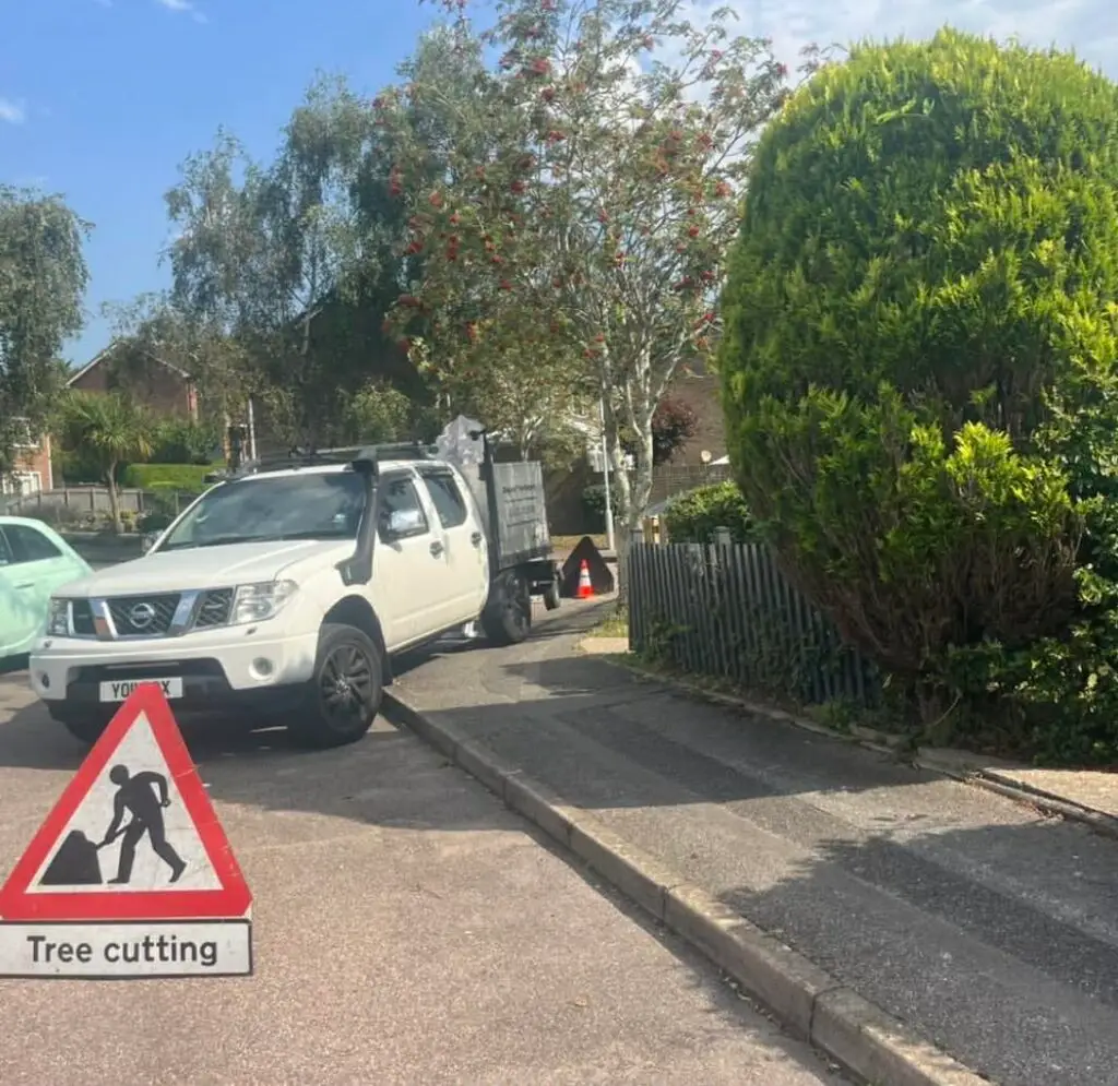 Tree Felling Service Dorset & Hampshire Clearcut Tree Surgery