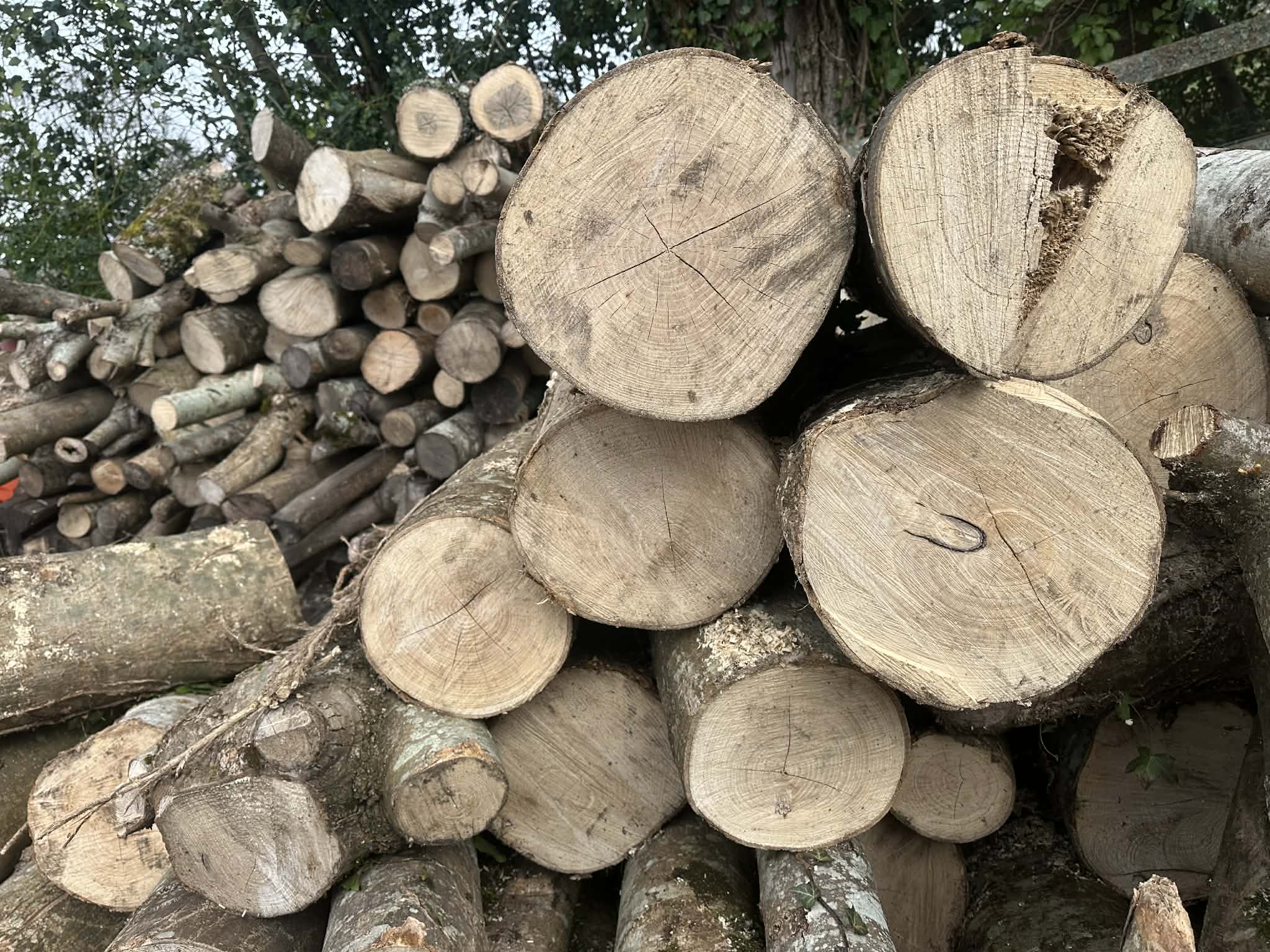 Tree Removal & Felling Bournemouth Clearcut Tree Surgery