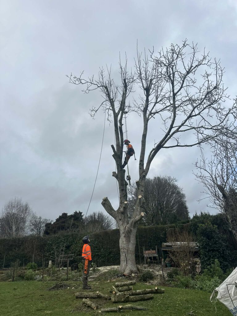 Tree Dismantling