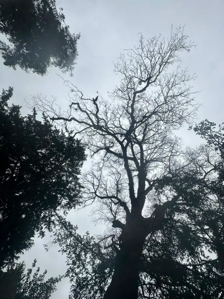 Tree Surgeon in Bournemouth​