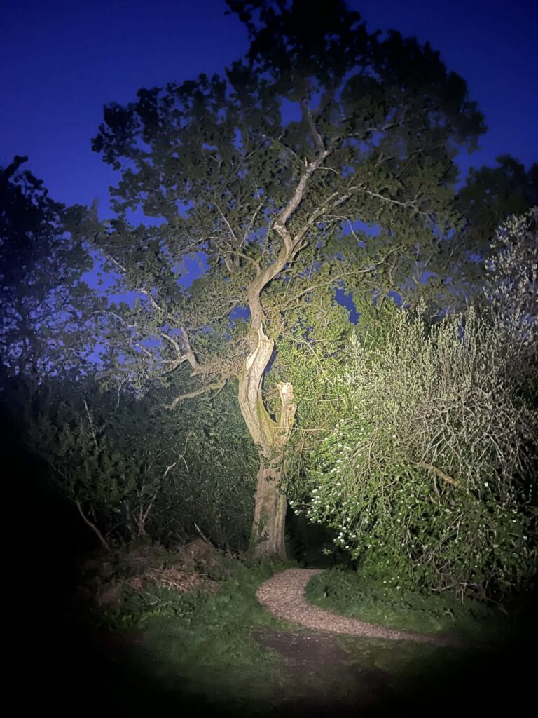 Deadwood removal to improve tree safety Dorset