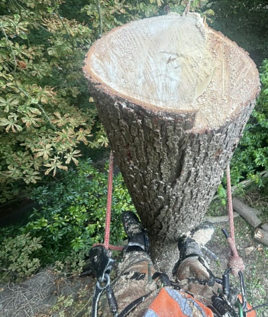 Tree Surgeon Removing A Tree In Dorset​