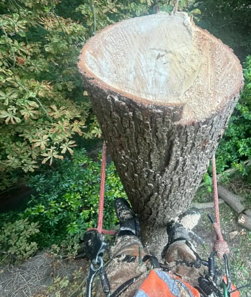 Tree Surgeon Removing A Tree In Dorset​