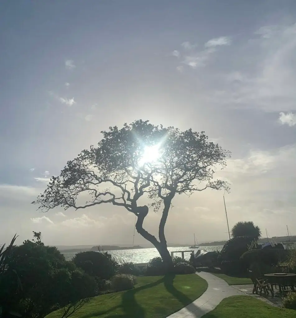 Tree surgeon Bournemouth