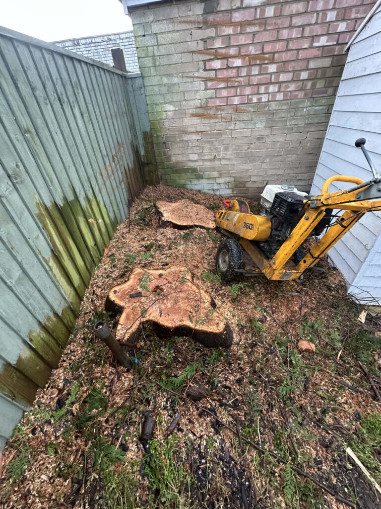Tree surgeon grinding down tree stump in garden